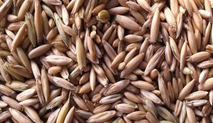 Fodder oats